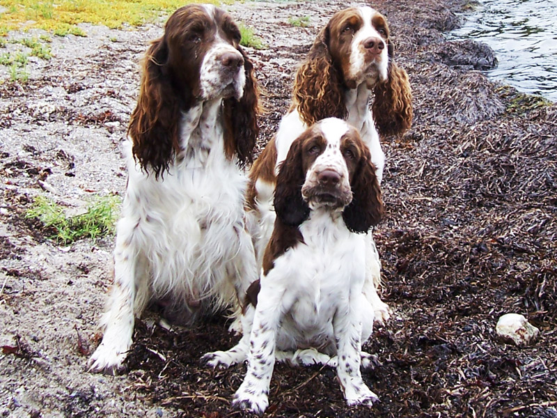 Tre springer spaniels